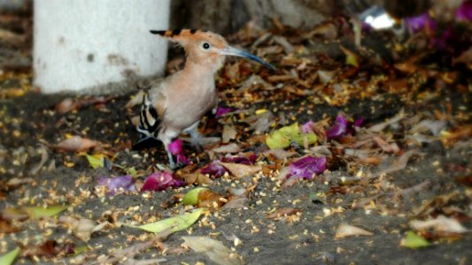 Egyptain Woodpecker