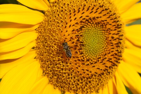 Color honey sun