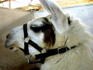 4-H Judging
