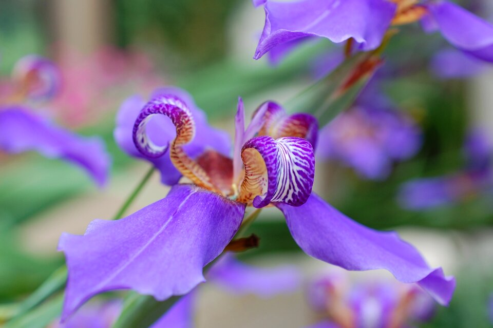 Flowers plant nature