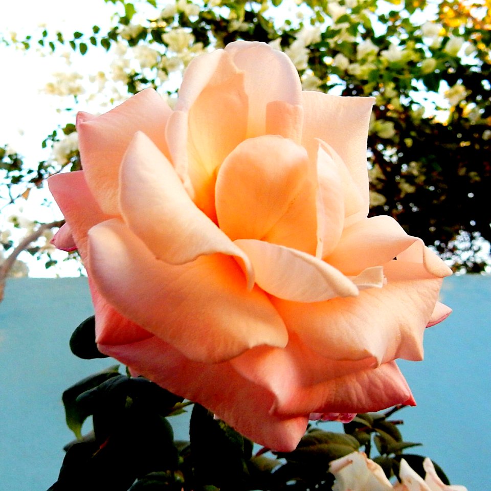 December Rose