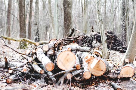 Cut sawed logs