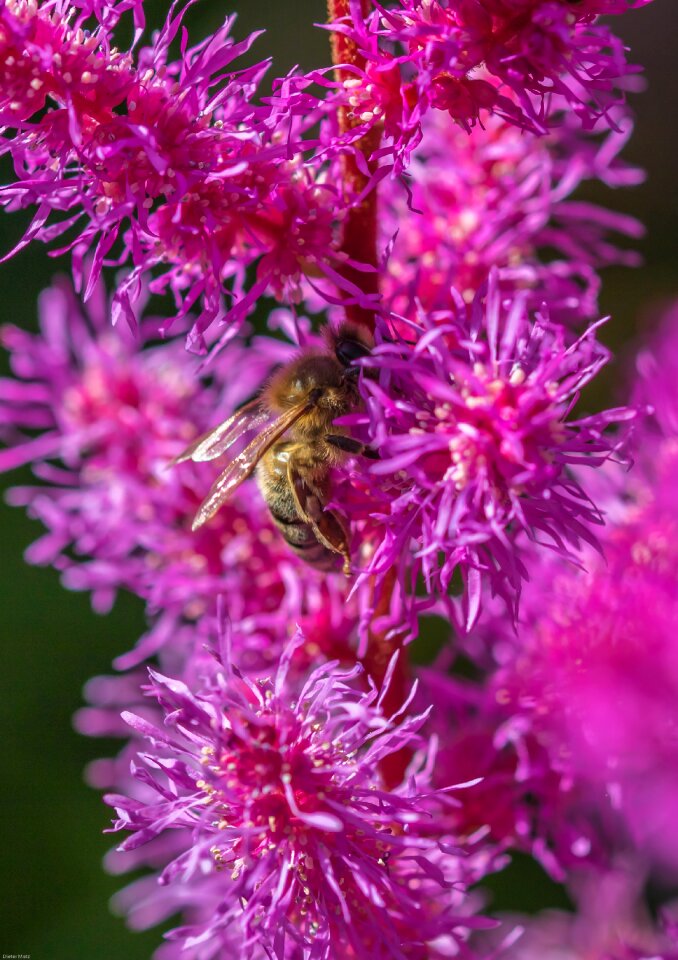 Bee insect flower
