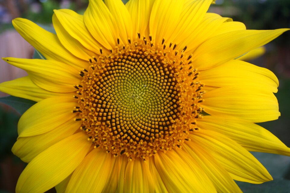 Nature sun outdoors