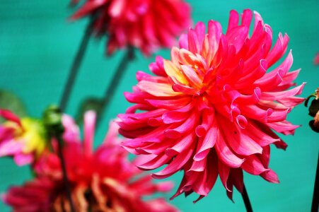 Dahlia garden red ornamental plant