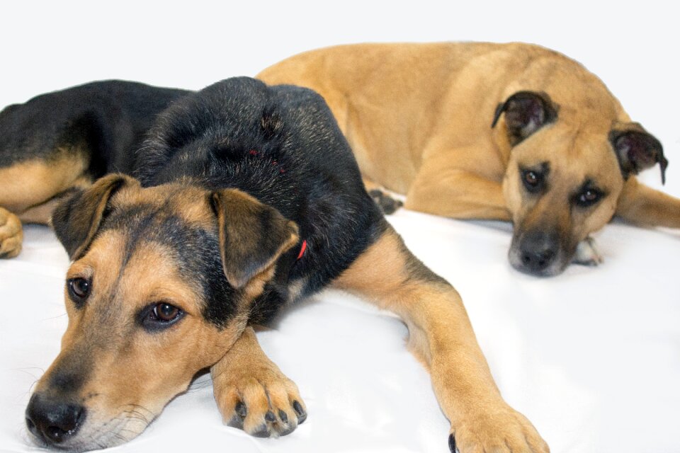 Black mouth cur rescue dogs shepard