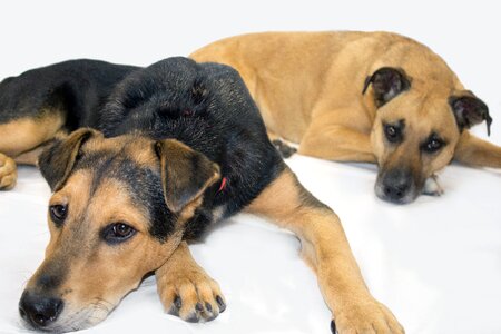 Black mouth cur rescue dogs shepard photo