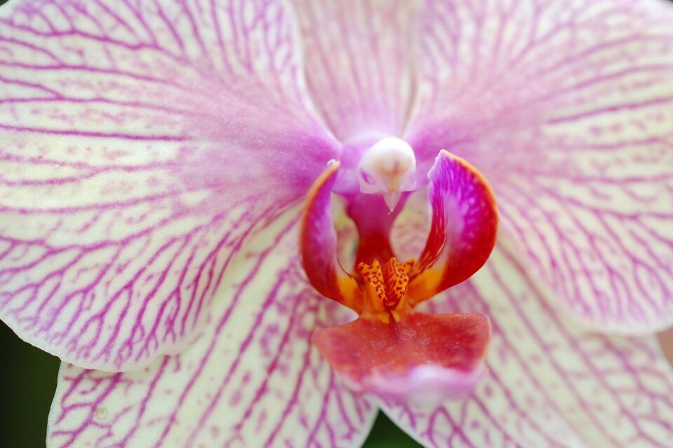Flower blossom nature