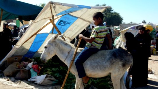 Donkey Rider
