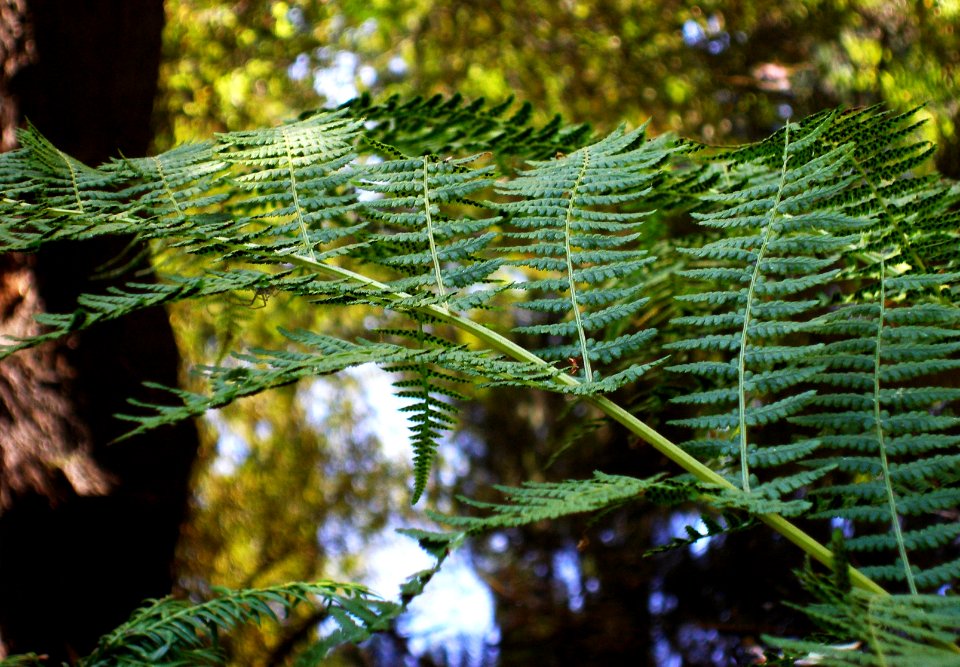 Fern
