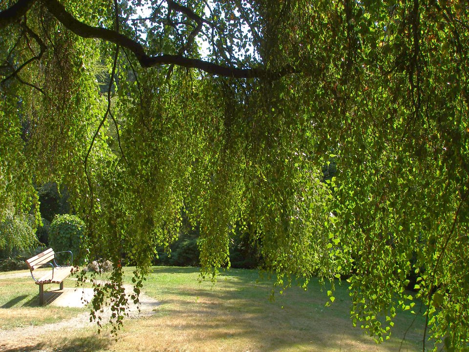 Cascade of Green