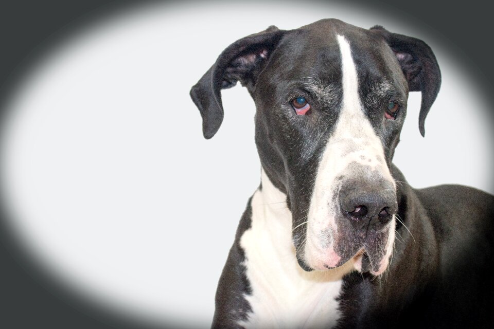 Great dane mantle gray dog