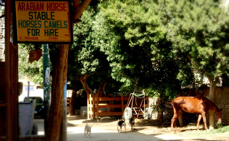 Camels for Hire