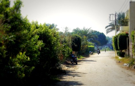 Nile Side Road