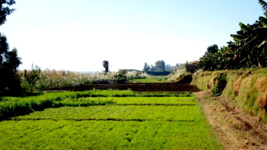 Verdant