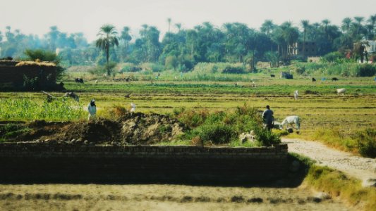 Growing by the Nile