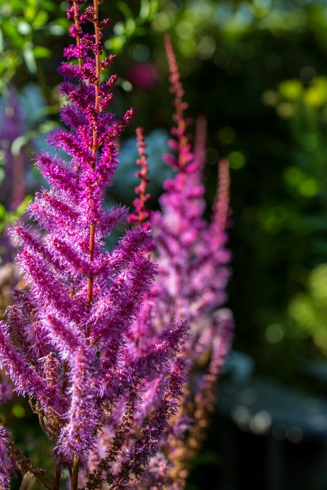 Flower garden inflorescence