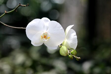 Plant orchid flower