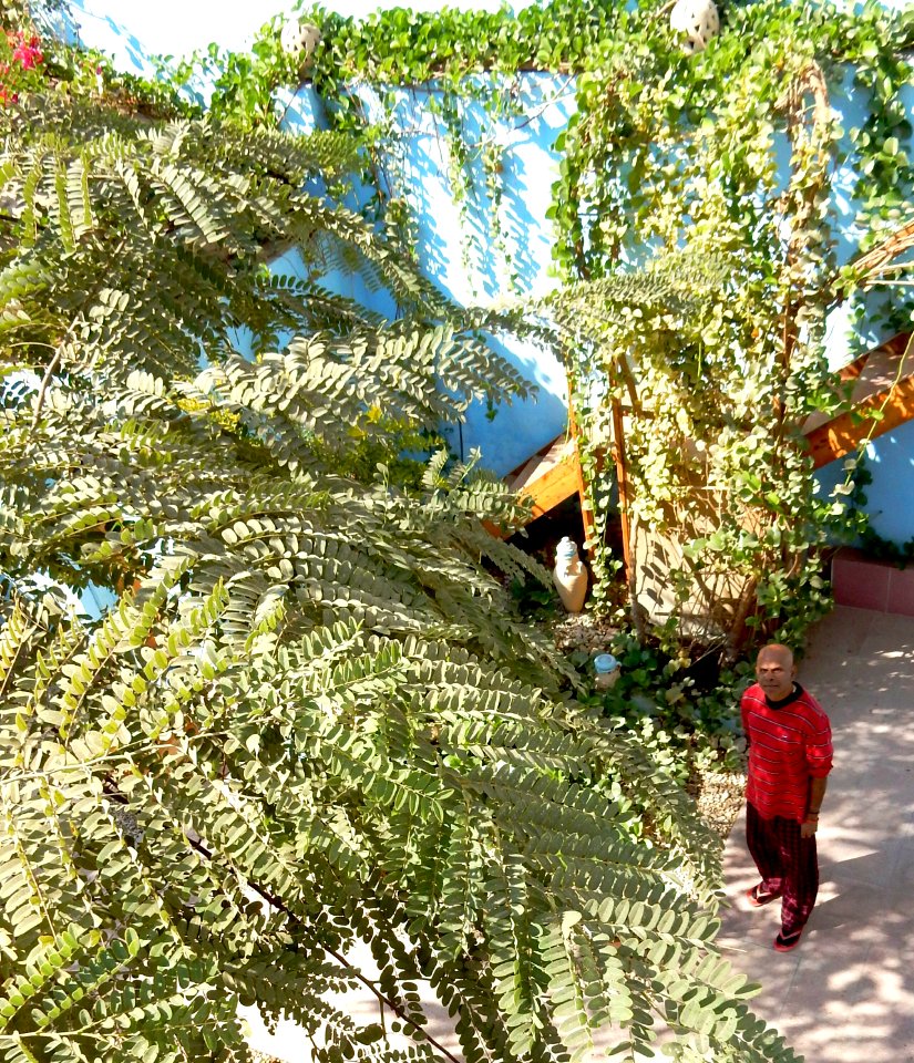 Garden 3/8