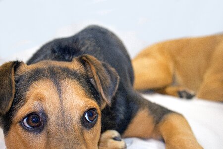 German shepherd rescue dog shepard mix