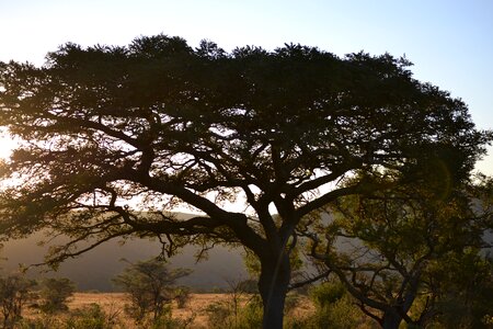 Safari sunset nature