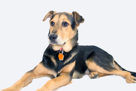 Mix rescue dog shepard