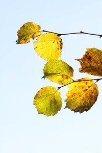 Autumn discolored brown