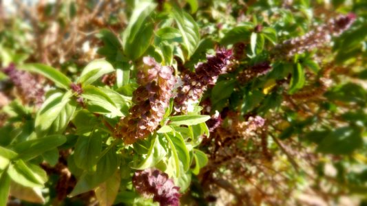 Basil
