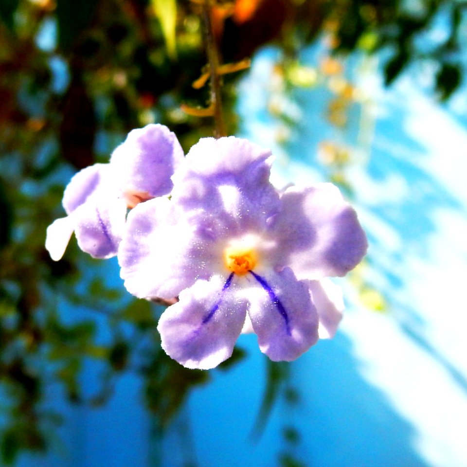 Flower