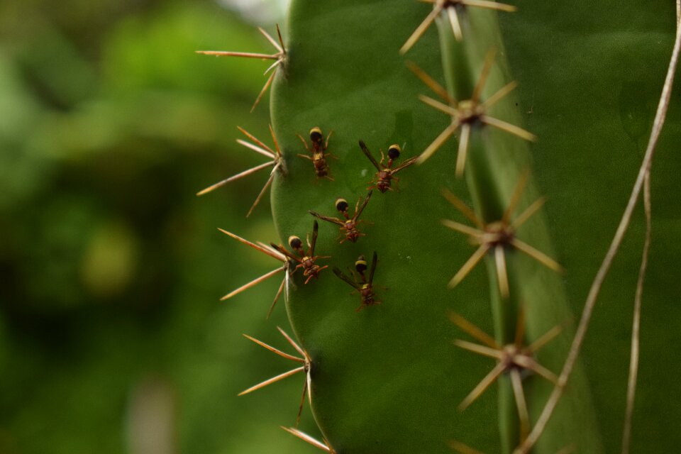 Animals ants nature