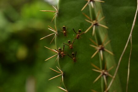Animals ants nature