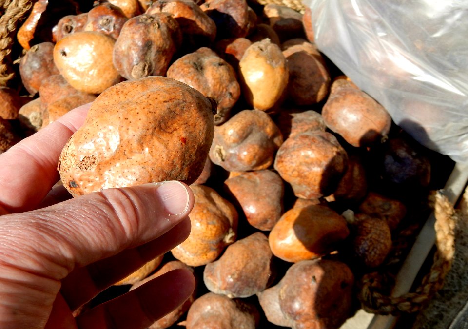 Palm Seeds