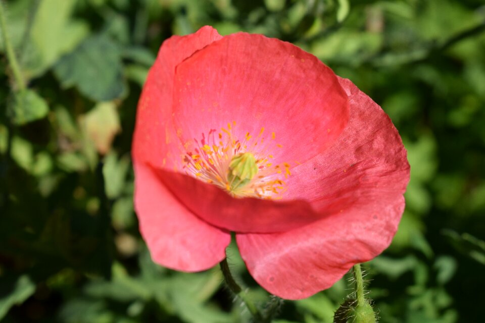 Flowers pollen bright