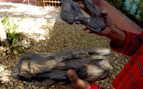 Petrified Wood