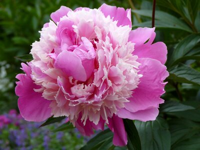 Peony pink flower photo