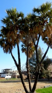 Different Palm