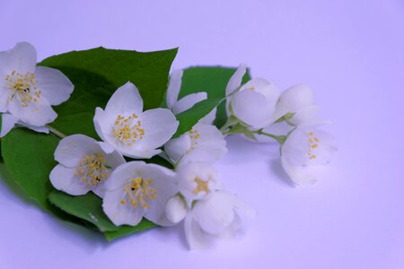 Blossom bloom flower