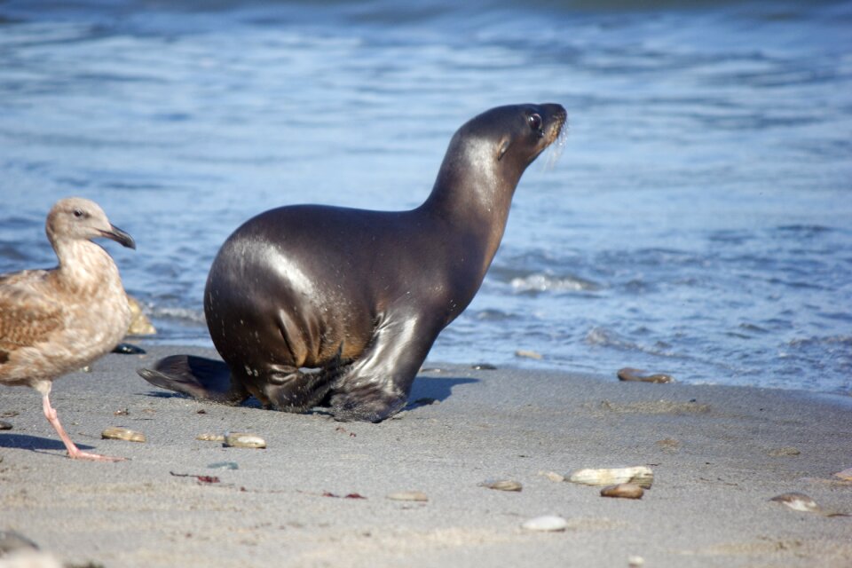 Sea donkey sea lions animal