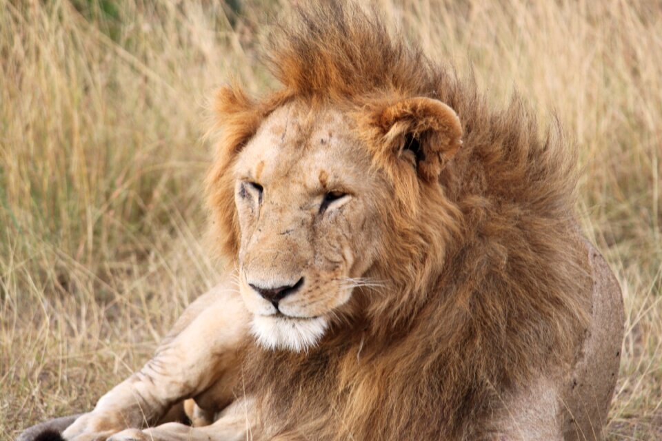 Bush mammal wildlife