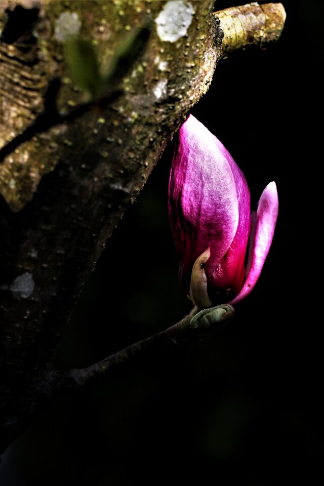 Spring nature purple flowers