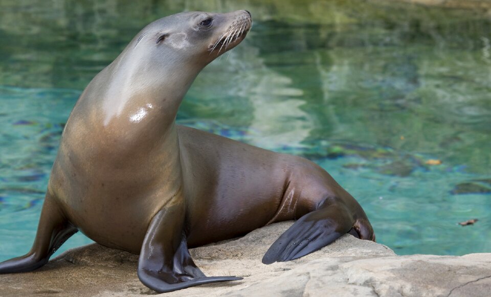 Sea donkey sea lions animal