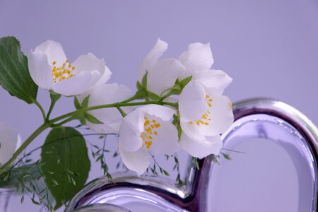 Bloom vase deco photo