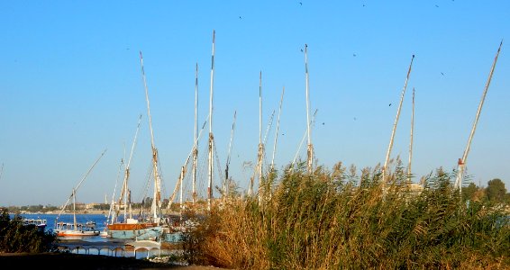 Masts and Birds