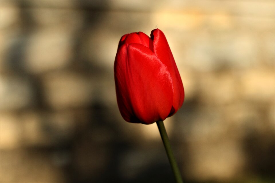 Spring nature flower