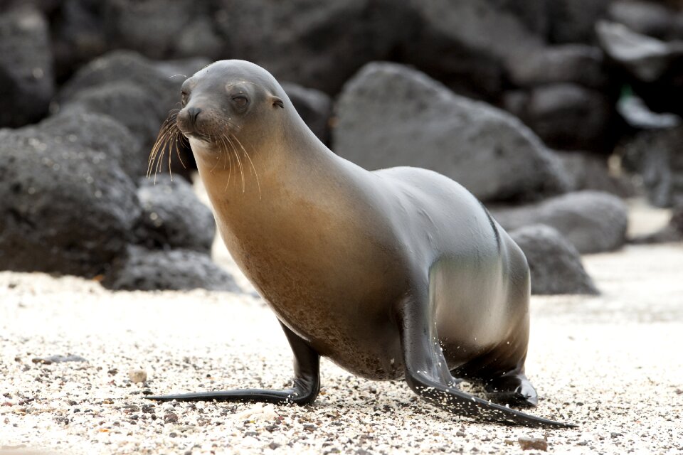 Sea donkey sea lions animal