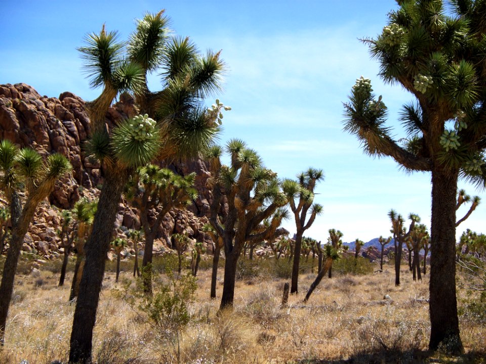Joshua Tree National Park 1