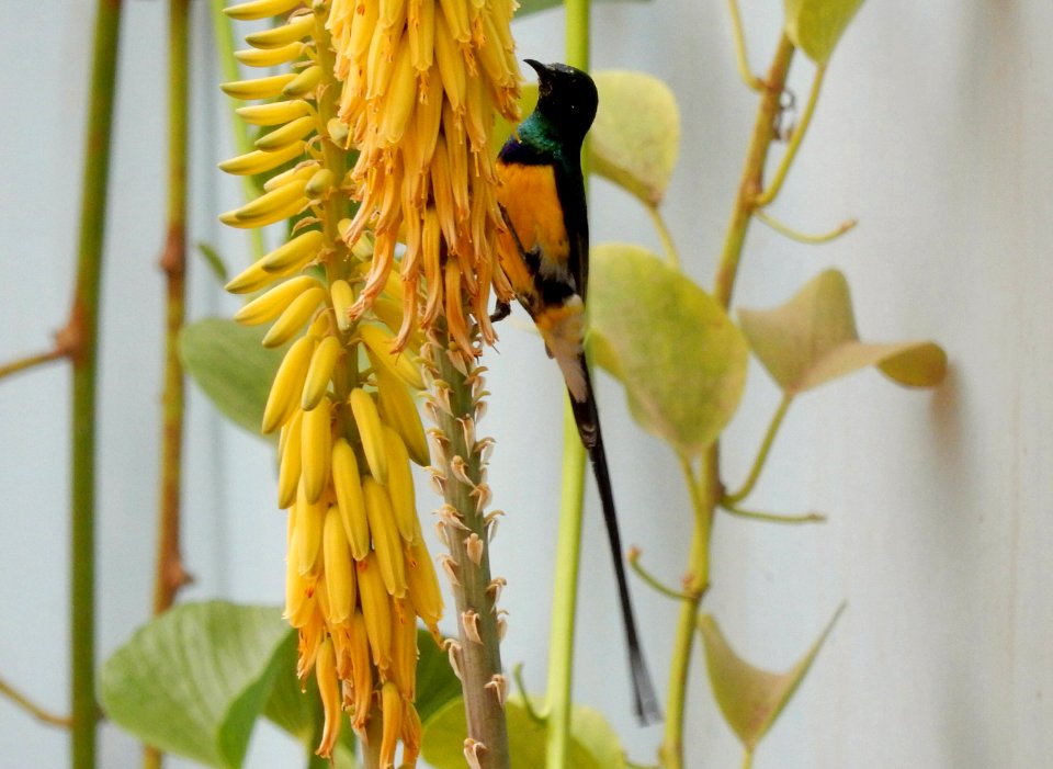 Likes These Blossoms