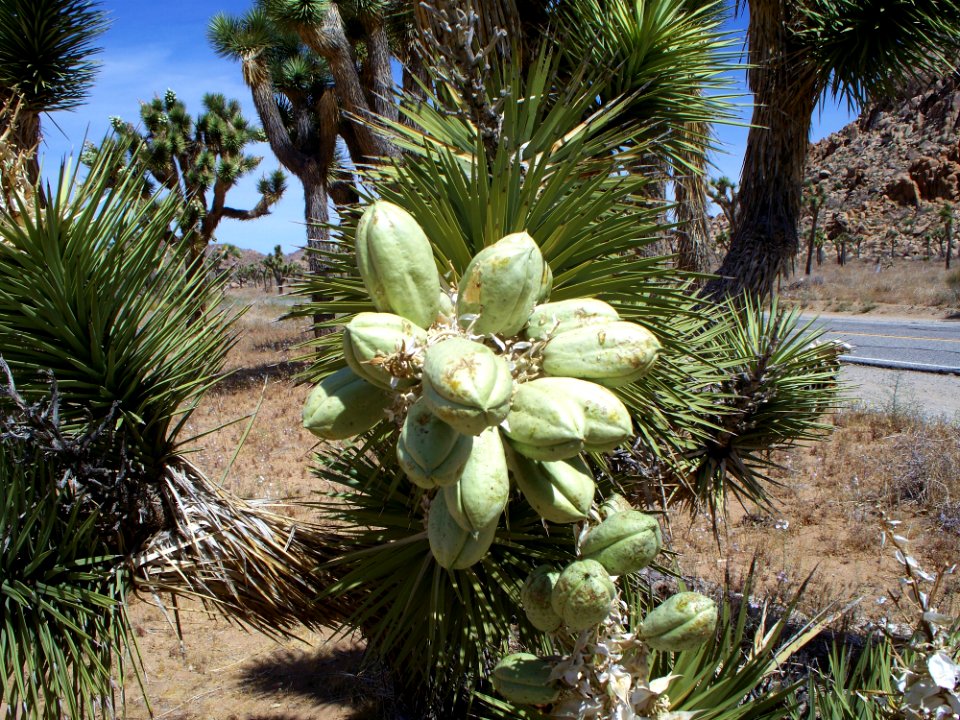 Joshua Tree National Park 3