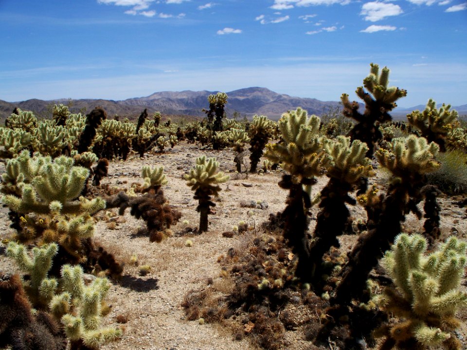 Joshua Tree National Park 5