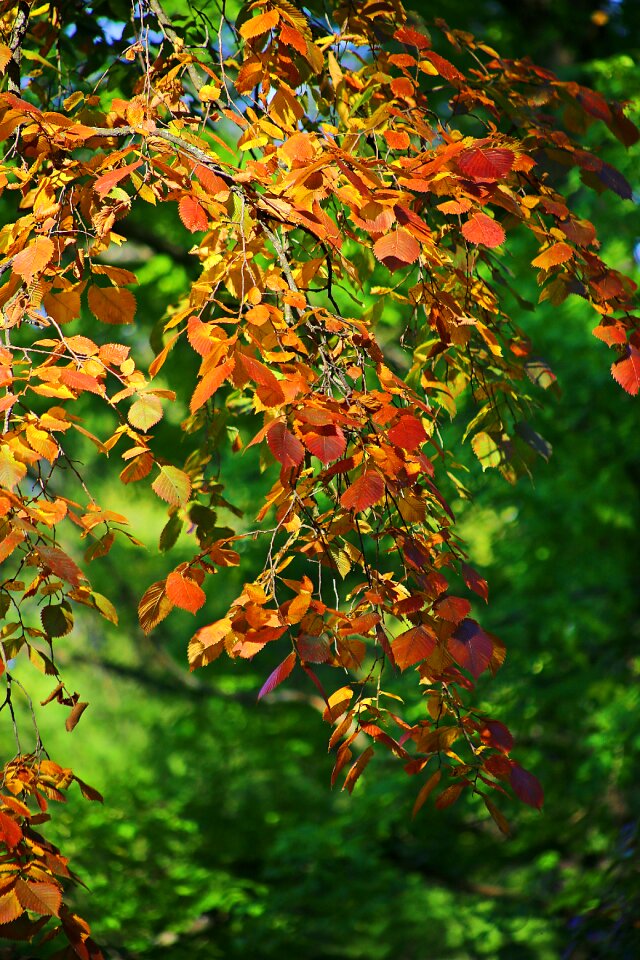 Tree nature trees